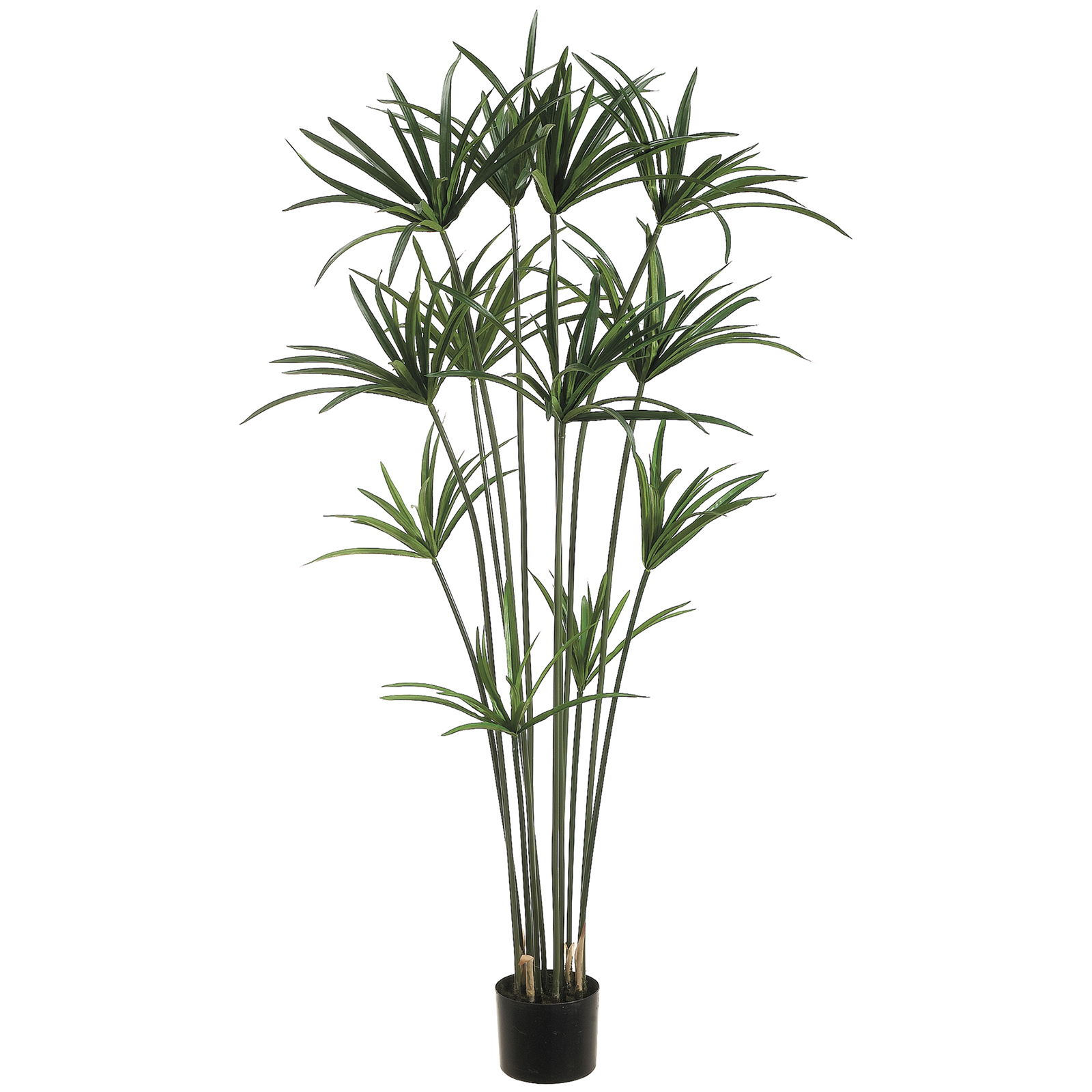 papyrus plant ft